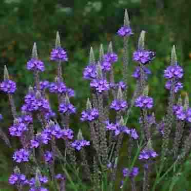 Verbena stricta - Hoary Vervain, Hoary Verbena - 10 Seed Pack - Image 4