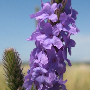 Verbena stricta - Hoary Vervain, Hoary Verbena - 10 Seed Pack - Image 6