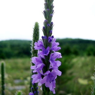 Verbena stricta - Hoary Vervain, Hoary Verbena - 10 Seed Pack - Image 8