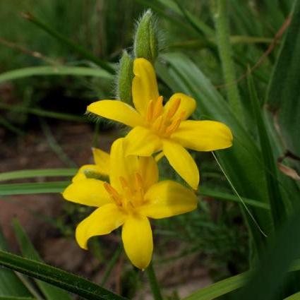 Hypoxis hemerocallidea - African Potato - 5 Seed Pack