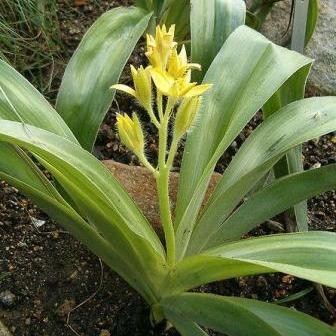 Hypoxis hemerocallidea - African Potato - 5 Seed Pack - Image 2