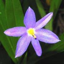 Aristea cognata - Blue-eyed Grass - 5 Seed Pack