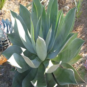 Agave celsii - 5 Seed Pack - Image 5