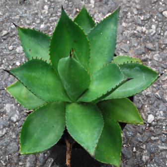Agave celsii - 5 Seed Pack - Image 8