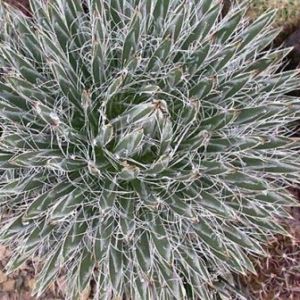 Agave parviflora - 5 Seed Pack - Image 5