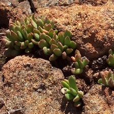 Anacampseros comptonii - Rabbit Foot, Rabbit Food - 5 Seed Pack - Image 3