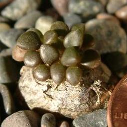 Anacampseros comptonii - Rabbit Foot, Rabbit Food - 5 Seed Pack - Image 4
