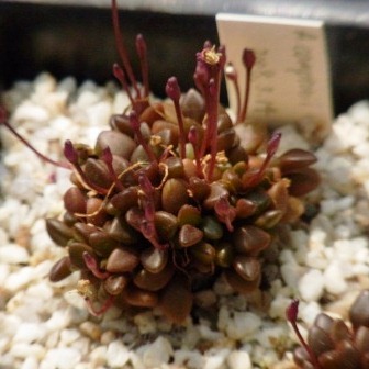 Anacampseros comptonii - Rabbit Foot, Rabbit Food - 5 Seed Pack - Image 5