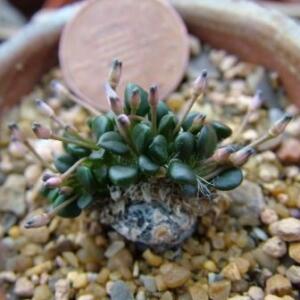 Anacampseros comptonii - Rabbit Foot, Rabbit Food - 5 Seed Pack