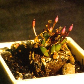 Anacampseros comptonii - Rabbit Foot, Rabbit Food - 5 Seed Pack - Image 6