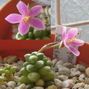 Anacampseros karasmontana - 5 Seed Pack