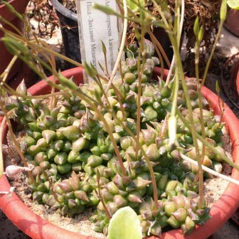 Anacampseros karasmontana - 5 Seed Pack - Image 2