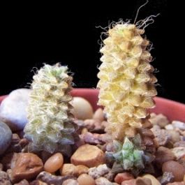 Anacampseros karasmontana - 5 Seed Pack - Image 3