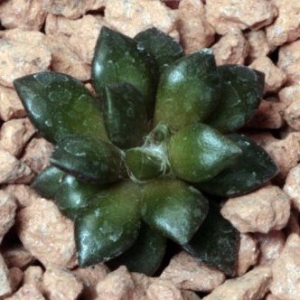 Anacampseros karasmontana - 5 Seed Pack - Image 4