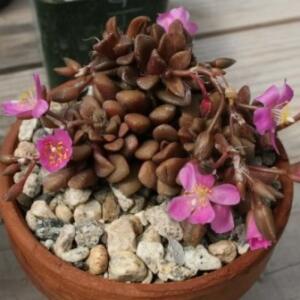 Anacampseros lubbersii - 5 Seed Pack