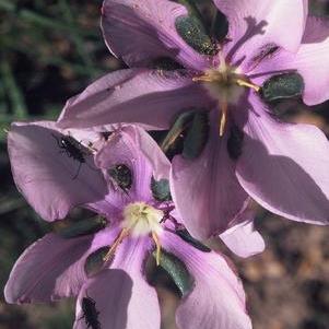 Aristea biflora - 5 Seed Pack