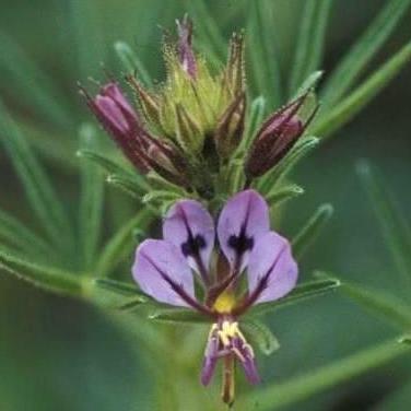 Cleome hirta - Sticky Purple Spindlepod - 5 Seed Pack