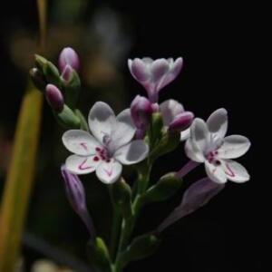 Codonorhiza falcata - 5 Seed Pack