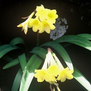 Cyrtanthus flanaganii - Yellow Dobo Lily, Flanagan's Fire Lily; Geeldobolelie - 5 Seed Pack - Image 2