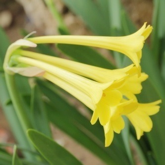 Cyrtanthus flanaganii - Yellow Dobo Lily, Flanagan's Fire Lily; Geeldobolelie - 5 Seed Pack