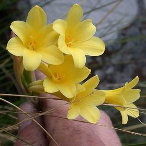Cyrtanthus flanaganii - Yellow Dobo Lily, Flanagan's Fire Lily; Geeldobolelie - 5 Seed Pack - Image 3