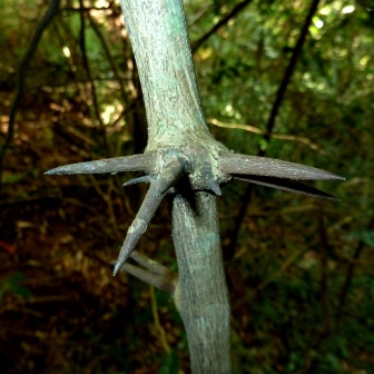 Dalbergia armata - Bobbejaantou, Doringtou; Monkey Rope, Thorny Rope; Hluhluwe - 5 Seed Pack - Image 2