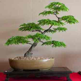 Dalbergia armata - Bobbejaantou, Doringtou; Monkey Rope, Thorny Rope; Hluhluwe Bonsai & Bonsai eBook - 5 Seed Pack - Image 3