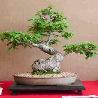 Dalbergia armata - Bobbejaantou, Doringtou; Monkey Rope, Thorny Rope; Hluhluwe Bonsai & Bonsai eBook - 5 Seed Pack