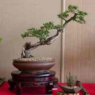 Dalbergia armata - Bobbejaantou, Doringtou; Monkey Rope, Thorny Rope; Hluhluwe Bonsai & Bonsai eBook - 5 Seed Pack - Image 2