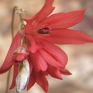 Dierama igneum - Angels Fishing Rod; Grasklokkies - 5 Seed Pack