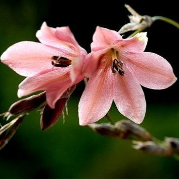 Dierama igneum - Angels Fishing Rod; Grasklokkies - 5 Seed Pack - Image 2