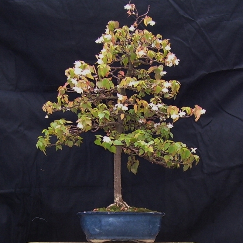 Dombeya tiliacea Bonsai - Little Dog Rose, Cape Wedding Bells Tree, Forest Wild Pear + Bonsai eBook - 5 Seed Pack