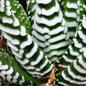 Haworthia attenuata - Zebra Plant - 5 Seed Pack