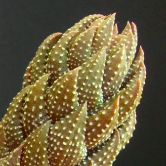 Haworthia coarctata - 5 Seed Pack - Image 2