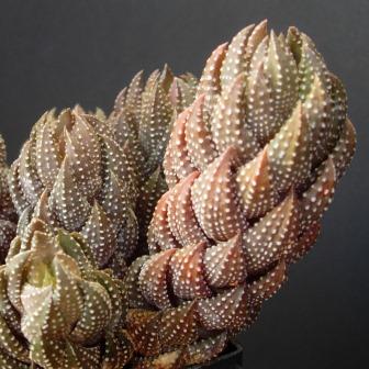 Haworthia coarctata - 5 Seed Pack - Image 3