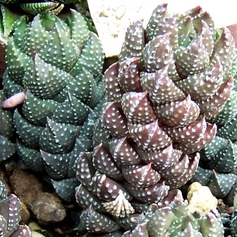 Haworthia coarctata - 5 Seed Pack - Image 4