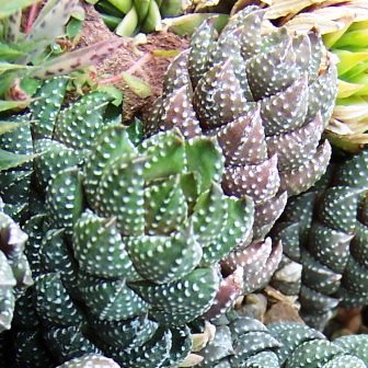 Haworthia coarctata - 5 Seed Pack - Image 5
