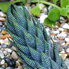Haworthia coarctata - 5 Seed Pack - Image 6