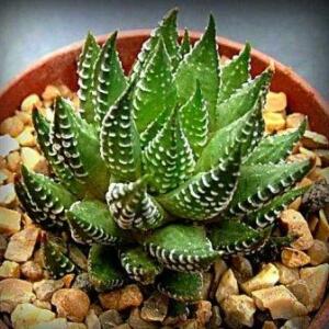 Haworthia coarctata - 5 Seed Pack