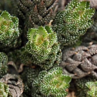 Haworthia coarctata - 5 Seed Pack - Image 7