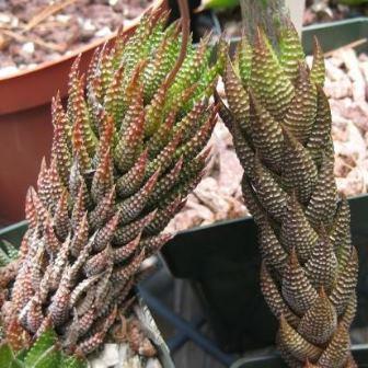 Haworthia coarctata - 5 Seed Pack - Image 8