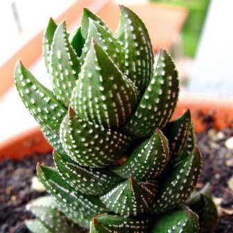 Haworthia coarctata - 5 Seed Pack - Image 10