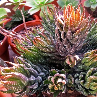 Haworthia coarctata - 5 Seed Pack - Image 11
