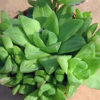 Haworthia cymbiformis - 5 Seed Pack - Image 2