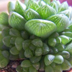 Haworthia cymbiformis - 5 Seed Pack - Image 3