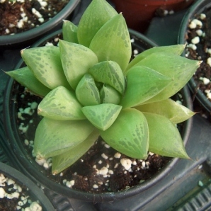 Haworthia cymbiformis - 5 Seed Pack - Image 4
