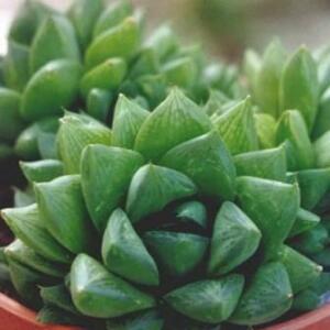 Haworthia cymbiformis - 5 Seed Pack