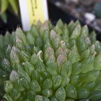 Haworthia cymbiformis - 5 Seed Pack - Image 5