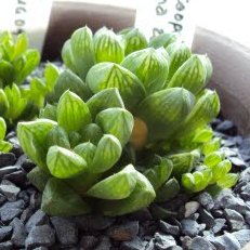 Haworthia cymbiformis - 5 Seed Pack - Image 6