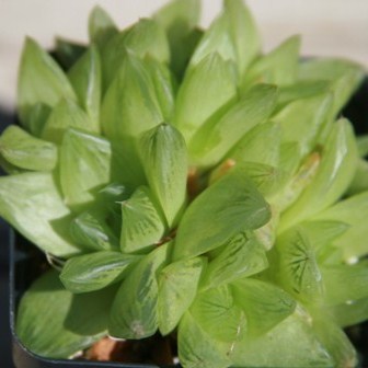 Haworthia cymbiformis - 5 Seed Pack - Image 7